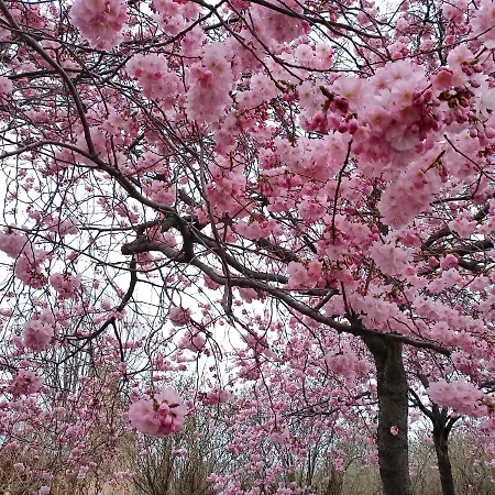 Sakli Bahce Alloggio in famiglia