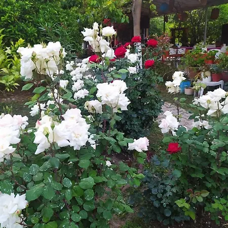 Sakli Bahce Çıralı