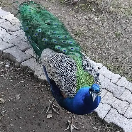 Sakli Bahce Habitación en casa particular Çıralı