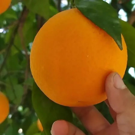 Sakli Bahce Alloggio in famiglia *