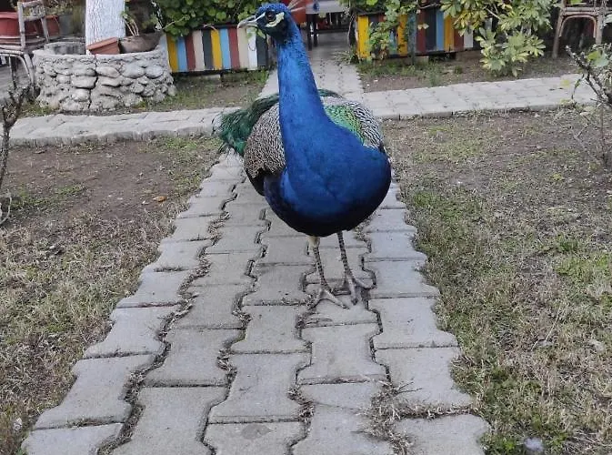 Saklı Bahçe Lıkya Yanartaş 2
